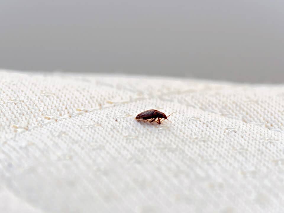 BedBug, Percevejo num colchão